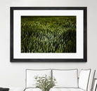 Grass III by Peter Morneau on GIANT ART - green photo art