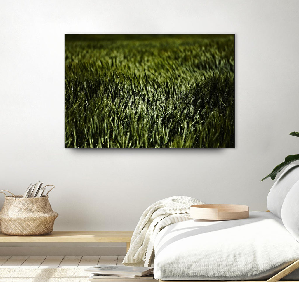 Grass III by Peter Morneau on GIANT ART - green photo art