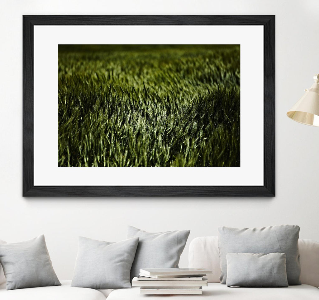 Grass III par Peter Morneau sur GIANT ART - art photo vert