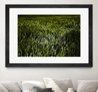 Grass III by Peter Morneau on GIANT ART - green photo art