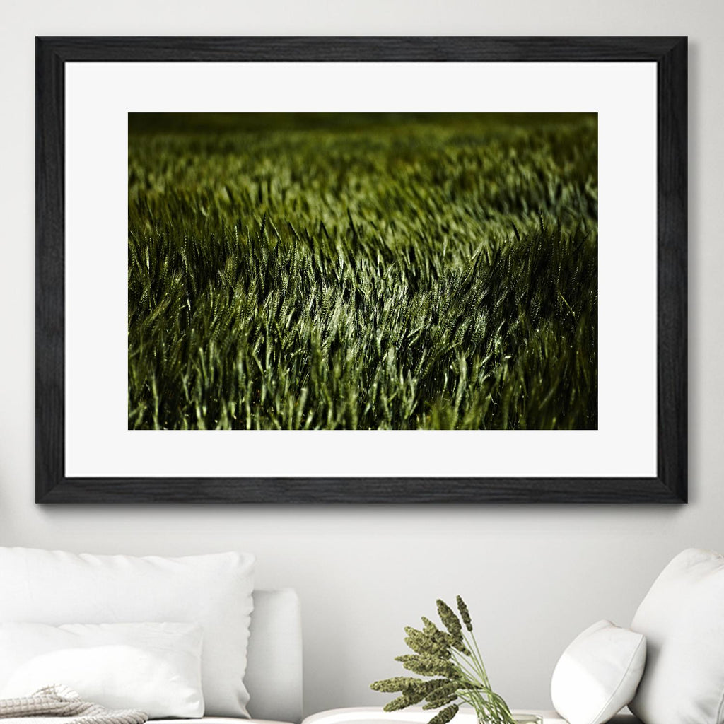 Grass III by Peter Morneau on GIANT ART - green photo art