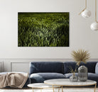 Grass III by Peter Morneau on GIANT ART - green photo art