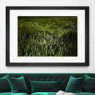Grass III by Peter Morneau on GIANT ART - green photo art
