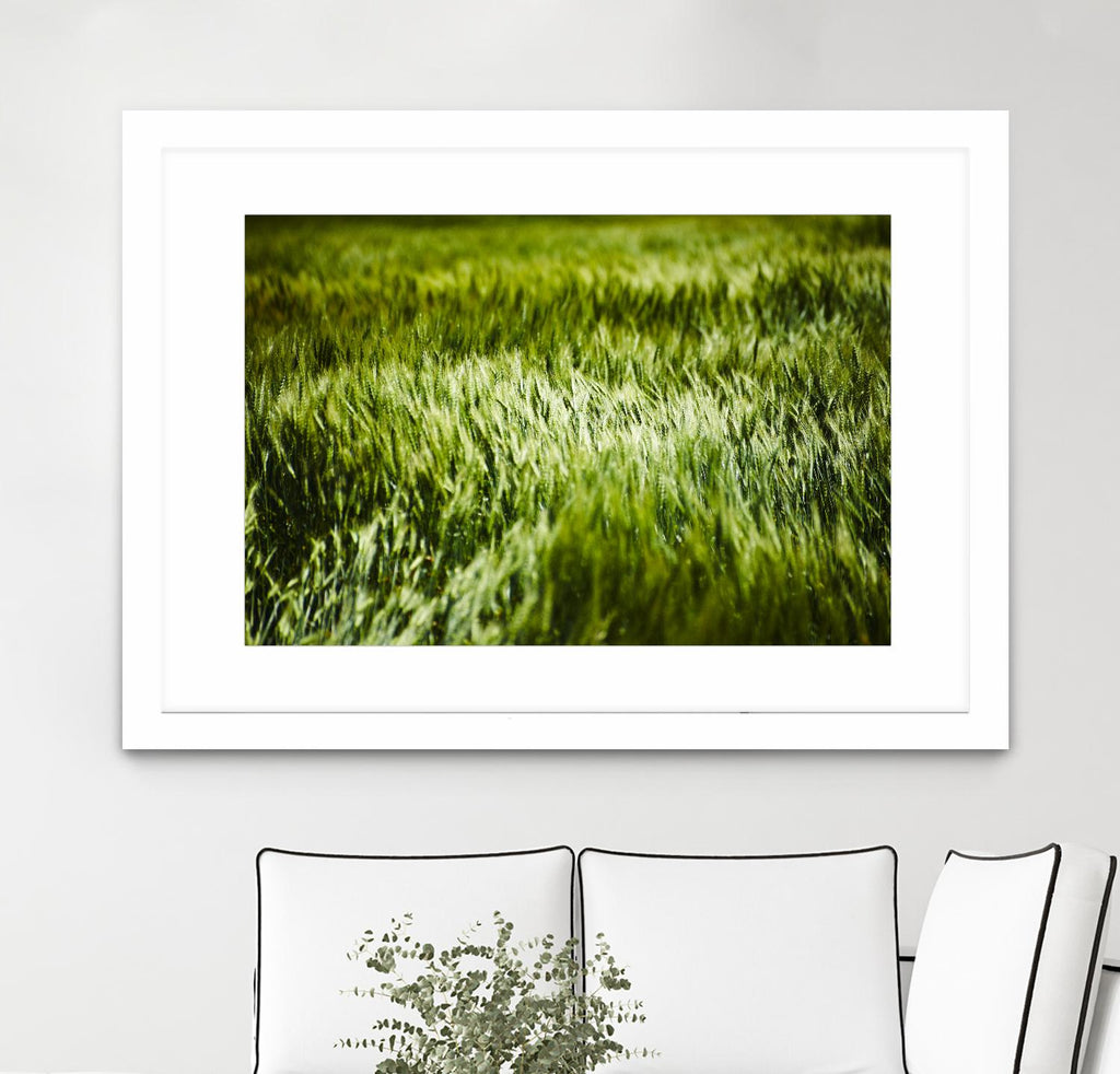 Grass IV  par Peter Morneau sur GIANT ART - art photo vert