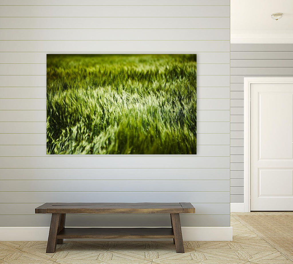 Grass IV by Peter Morneau on GIANT ART - green photo art