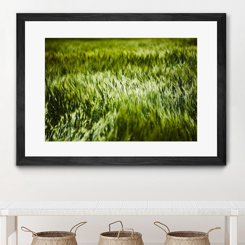 Grass IV by Peter Morneau on GIANT ART - green photo art