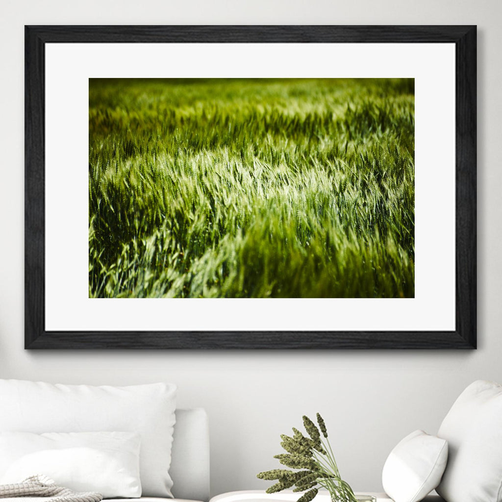 Grass IV  par Peter Morneau sur GIANT ART - art photo vert