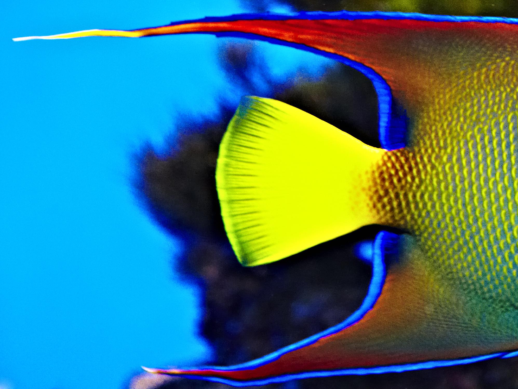 Yellow Fish by Peter Morneau on GIANT ART - yellow photo art