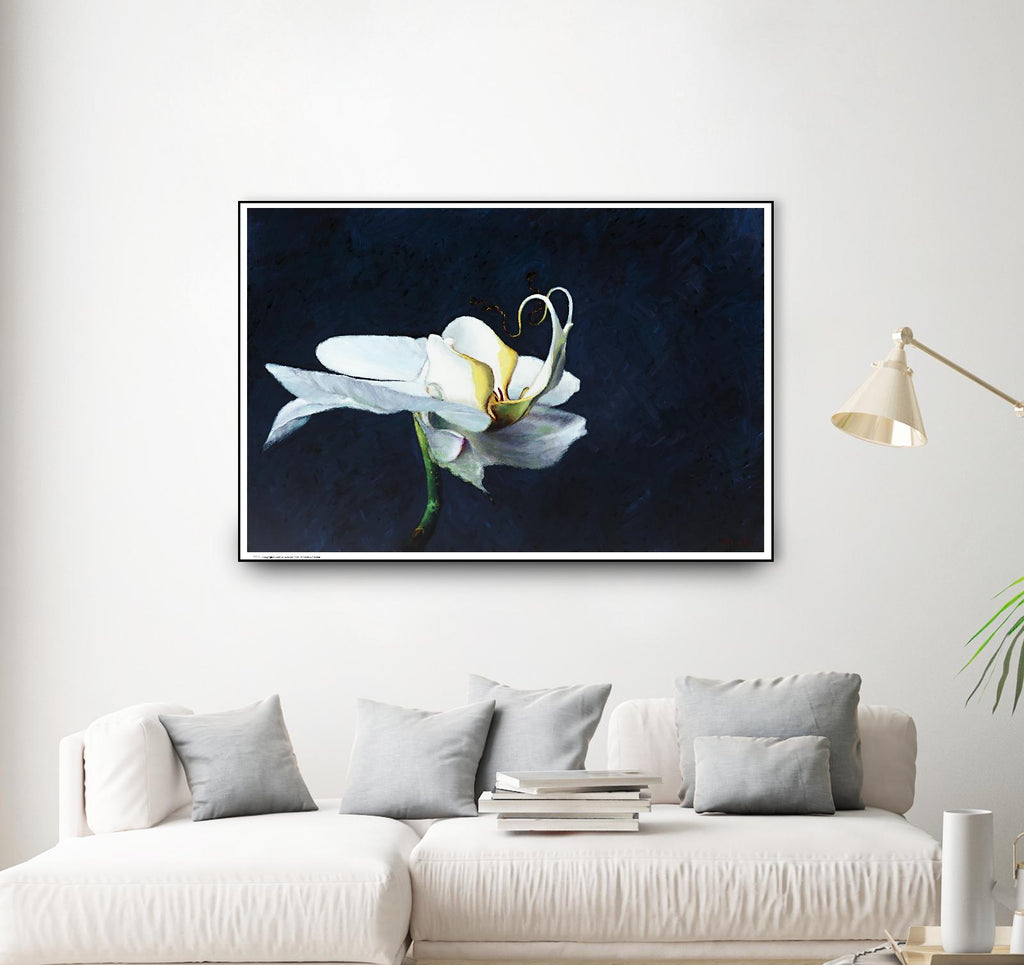 Phalaenopsis blanc de Jocelyne Maucotel sur GIANT ART - floral bleu