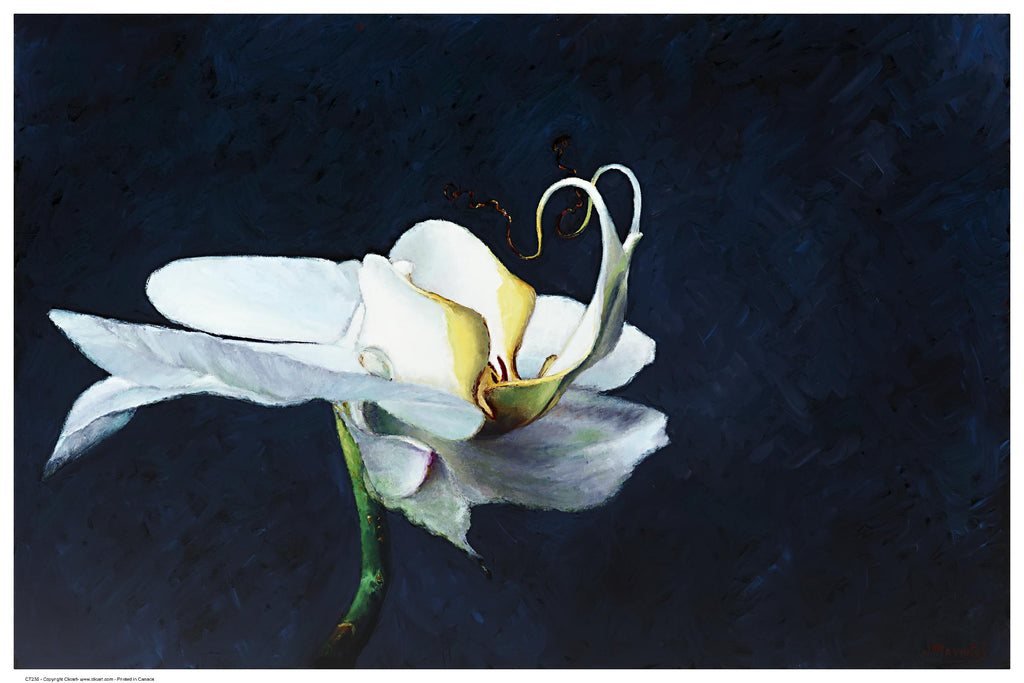 Phalaenopsis blanc by Jocelyne Maucotel on GIANT ART - blue floral