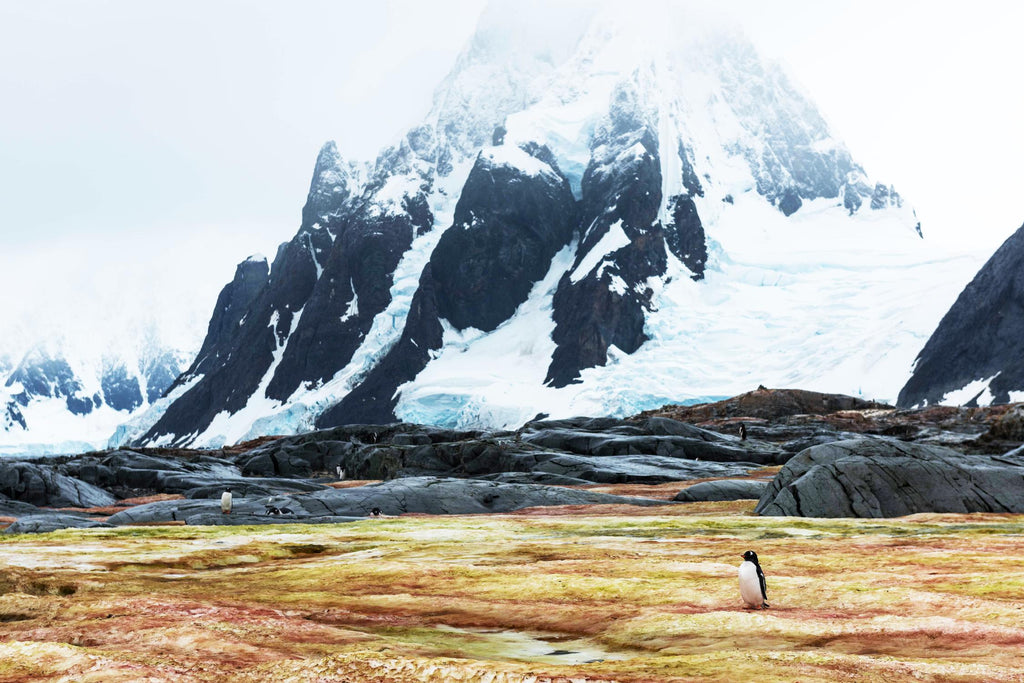 Crossing the green algae field, Antarctica by Nick Jackson on GIANT ART - white photo art