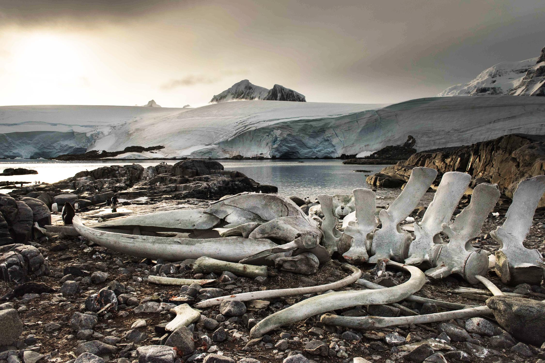 Whale skeleton at Jougla point, Antarctica par Nick Jackson sur GIANT ART - art photo gris