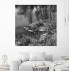 First Frost II by Jean-François Dupuis on GIANT ART - white black & white reflection