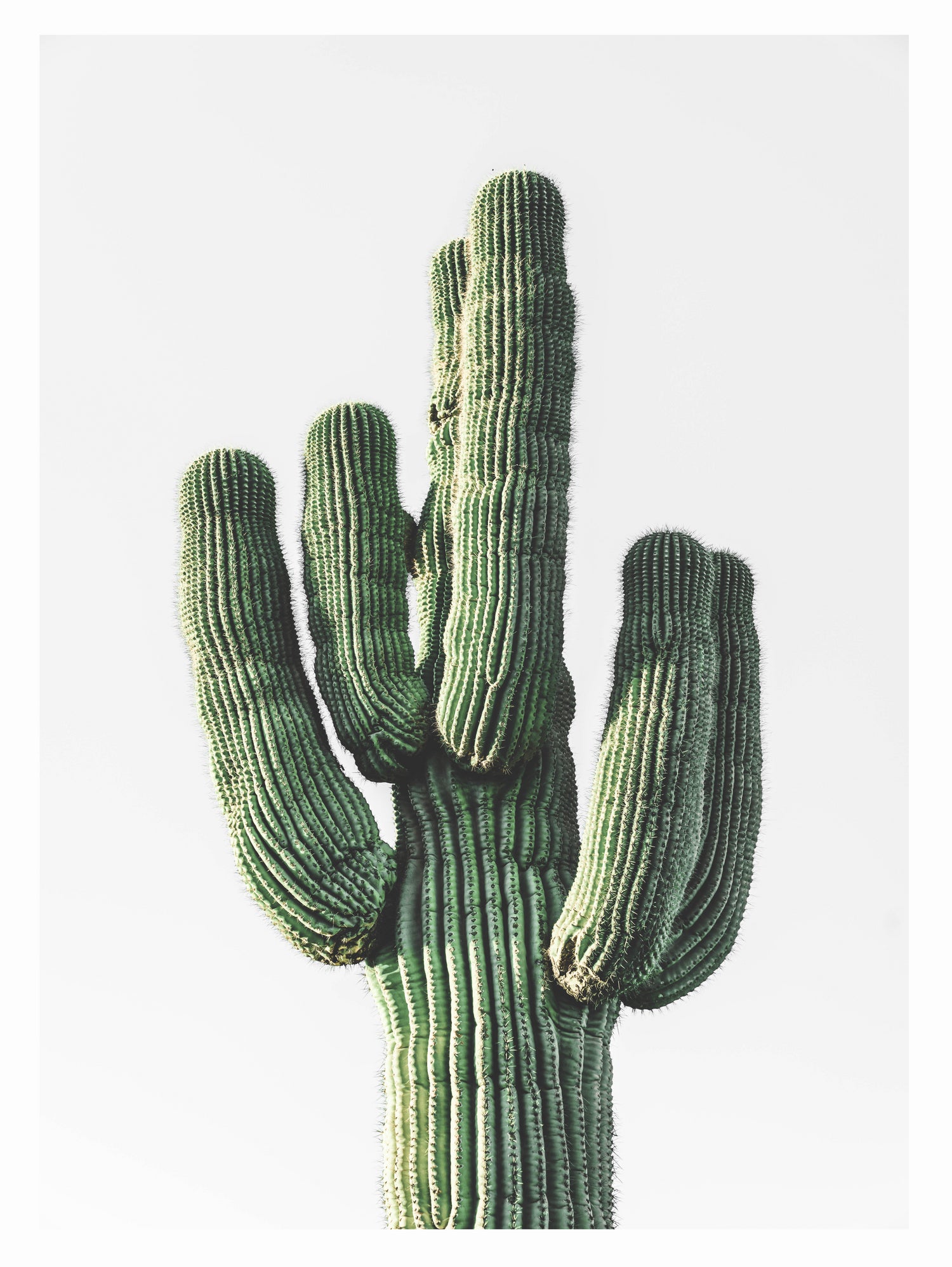 Le Cactus by Clicart Studio on GIANT ART