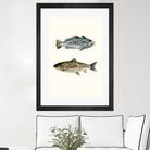 Fish Grouping 1 by Natasha Marie on GIANT ART - grey animals
