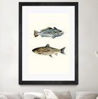 Fish Grouping 1 by Natasha Marie on GIANT ART - grey animals