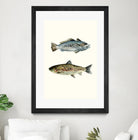 Fish Grouping 1 by Natasha Marie on GIANT ART - grey animals