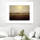 Parhelia: Cotton Field by Matthew Hasty on GIANT ART - green landscape