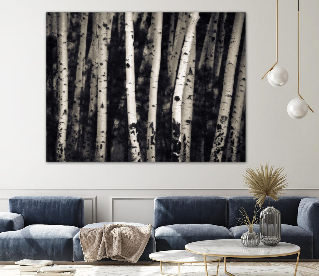 Birch Trees by Jamie Cook on GIANT ART - black landscape