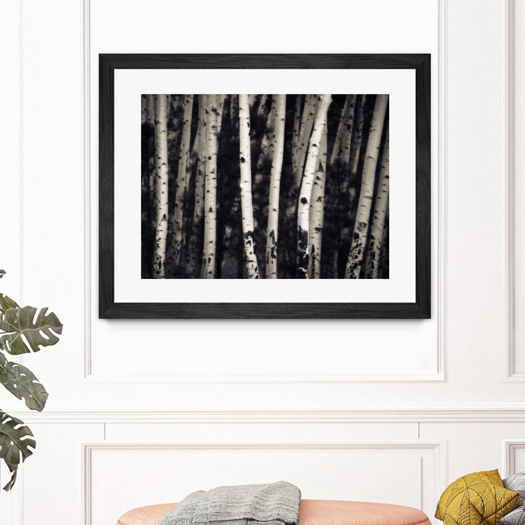Birch Trees by Jamie Cook on GIANT ART - black landscape
