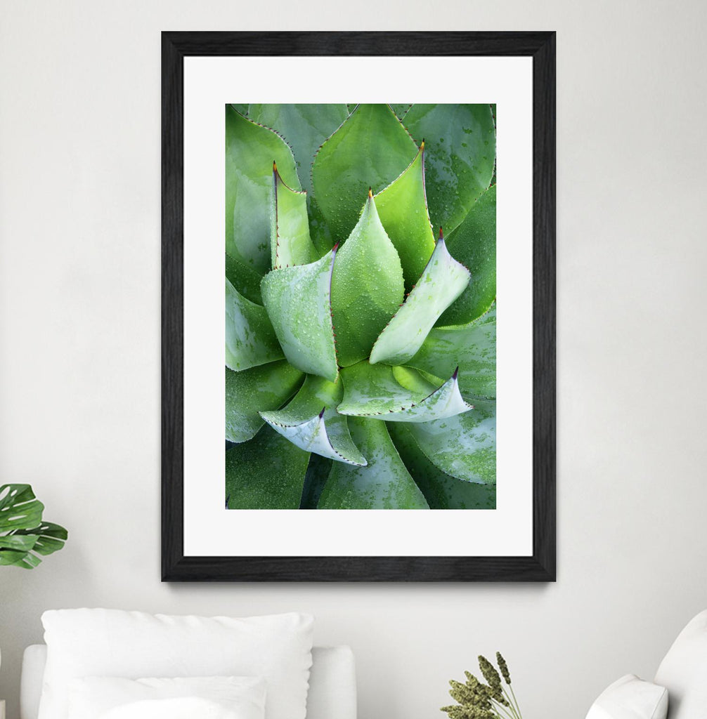 Yucca Study 1 by Acer Images on GIANT ART - green botany