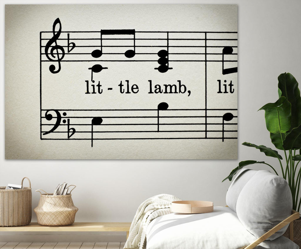 Little Lamb by Amy Smith on GIANT ART - white photo art