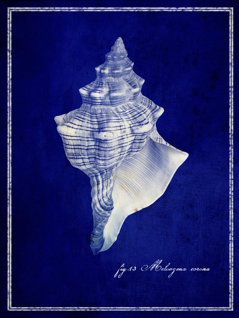Coquillage par GI ArtLab sur GIANT ART - bleu nautique