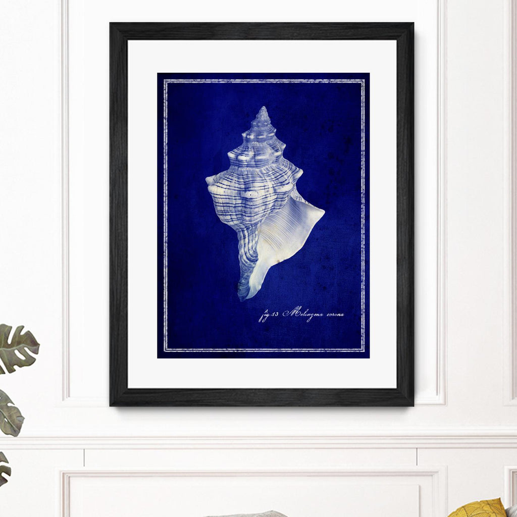 Conch Shell by GI ArtLab on GIANT ART - blue nautical