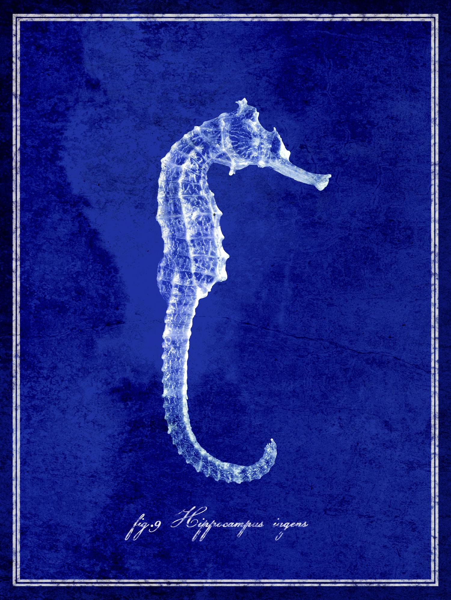 Seahorse by GI ArtLab on GIANT ART - blue nautical