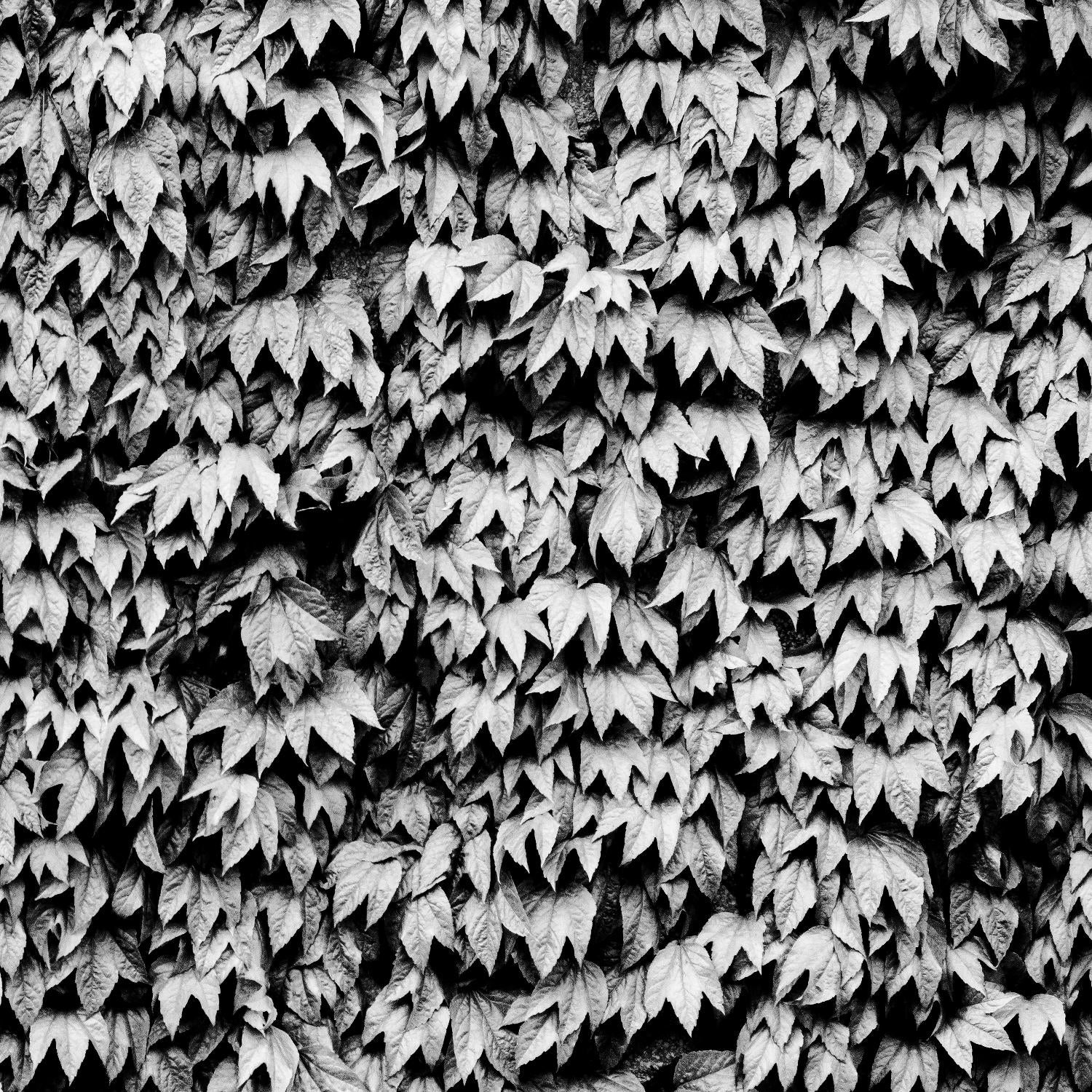 Wall of Leaves de Kyle Goldie sur GIANT ART - art photo blanc