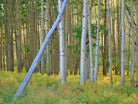 Aspen 2 by Robert Hansen on GIANT ART - white landscape