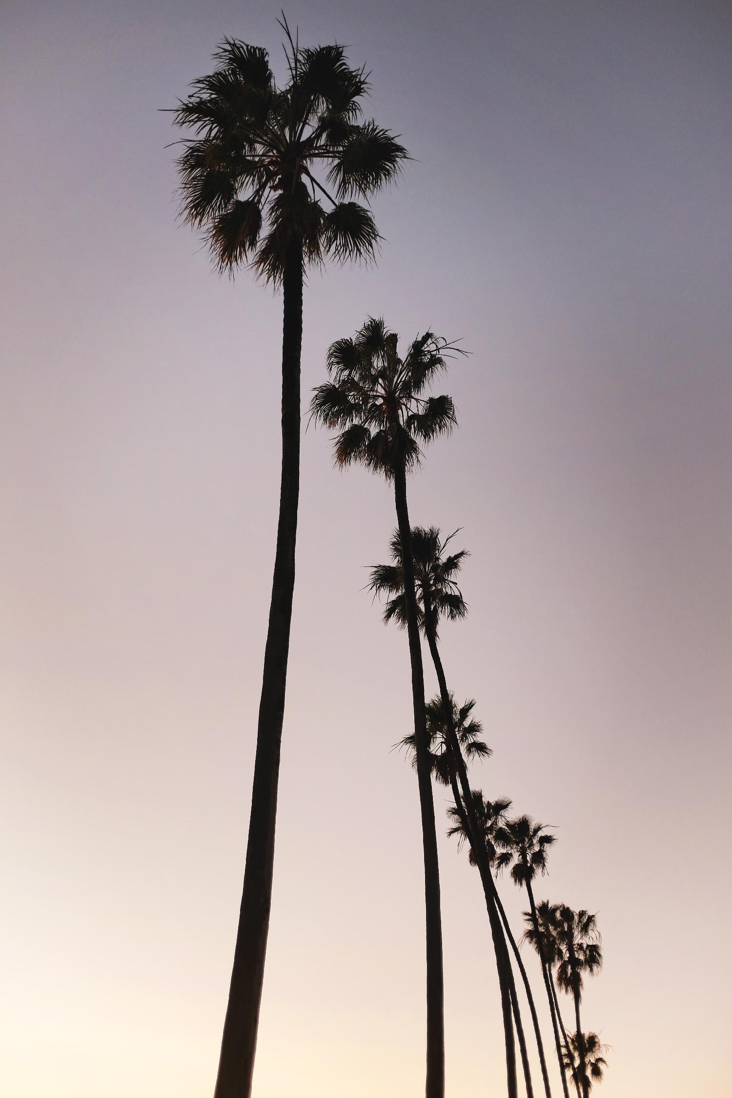 Silhouettes de palmiers par Lillis Werder sur GIANT ART - violet tropical