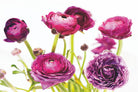 Spring Ranunculus III by Laura Marshall on GIANT ART - green floral