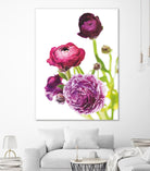 Spring Ranunculus VI by Laura Marshall on GIANT ART - green floral