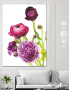 Spring Ranunculus VI by Laura Marshall on GIANT ART - green floral
