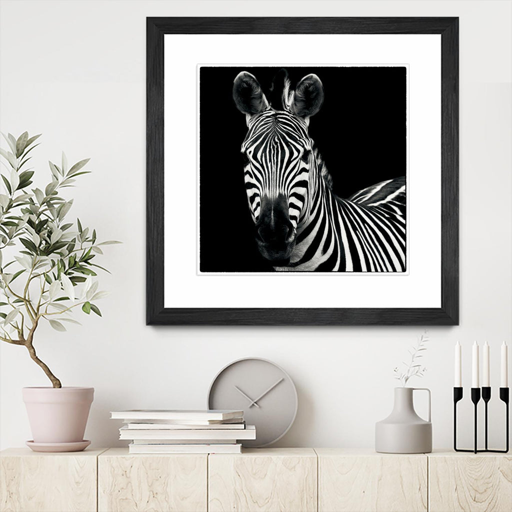 Zebra II by Debra Van Swearingen on GIANT ART - white animals
