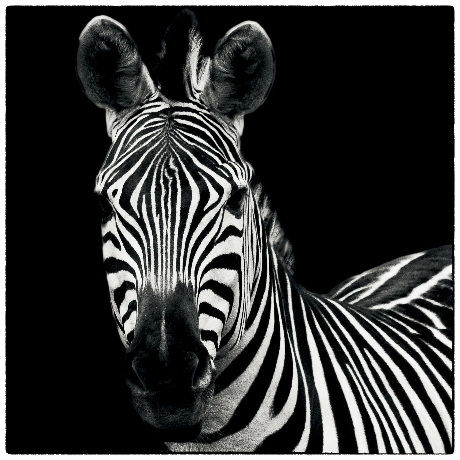 Zebra II par Debra Van Swearingen sur GIANT ART - animaux blancs