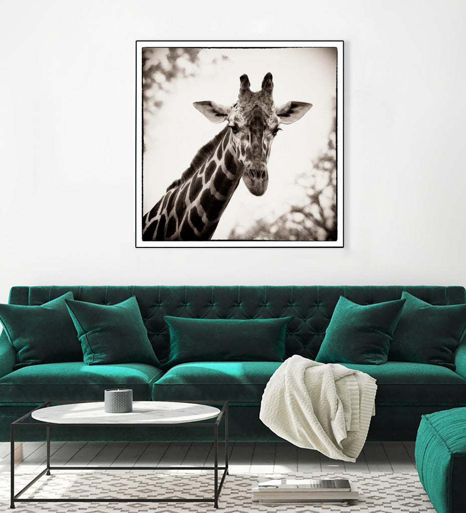 Girafe I par Debra Van Swearingen sur GIANT ART - animaux gris