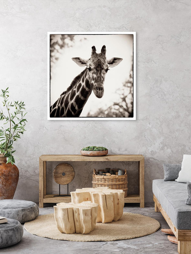 Giraffe I by Debra Van Swearingen on GIANT ART - grey animals