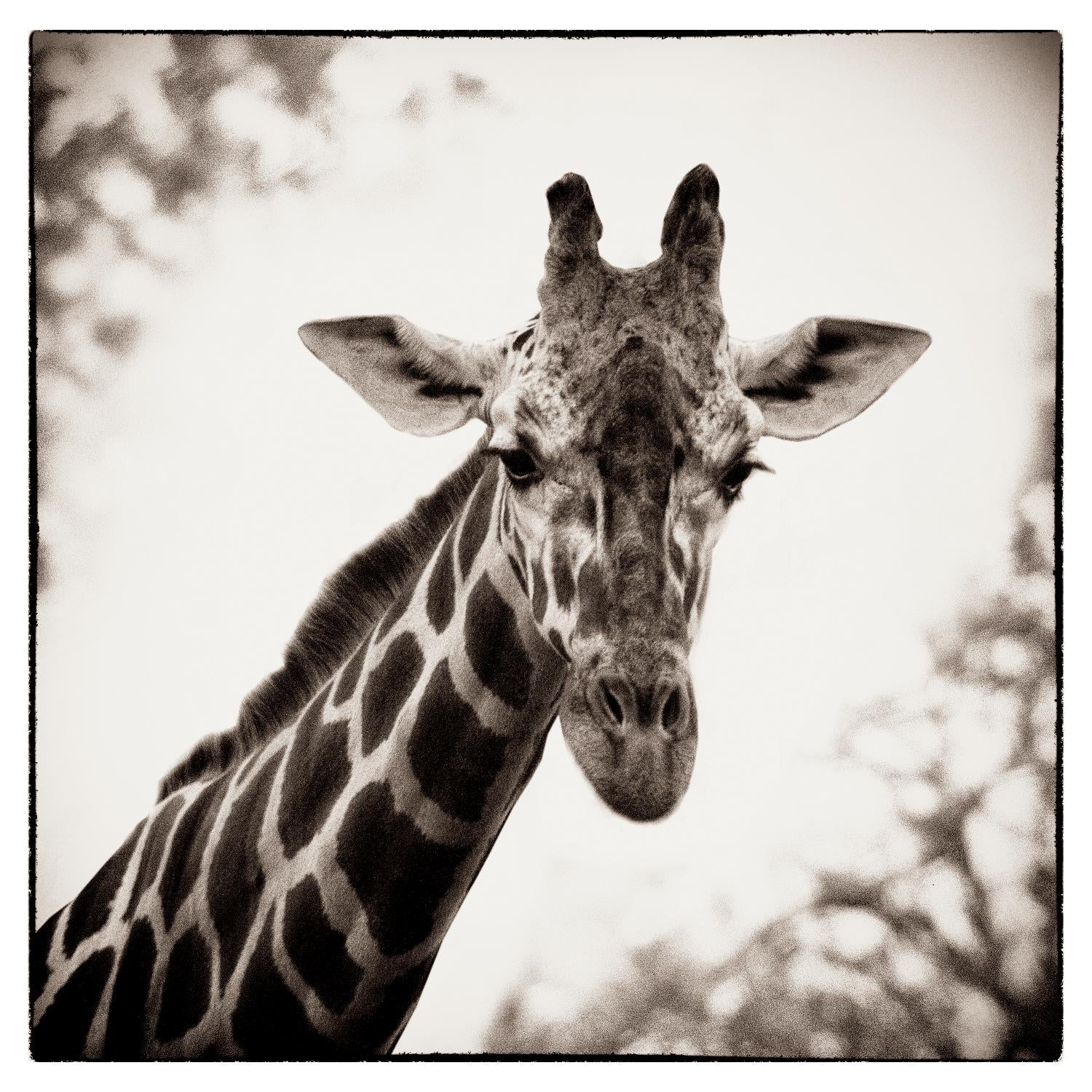 Girafe I par Debra Van Swearingen sur GIANT ART - animaux gris