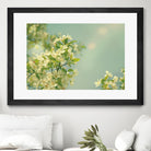 Spring Beauty I by Sue Schlabach on GIANT ART - white floral