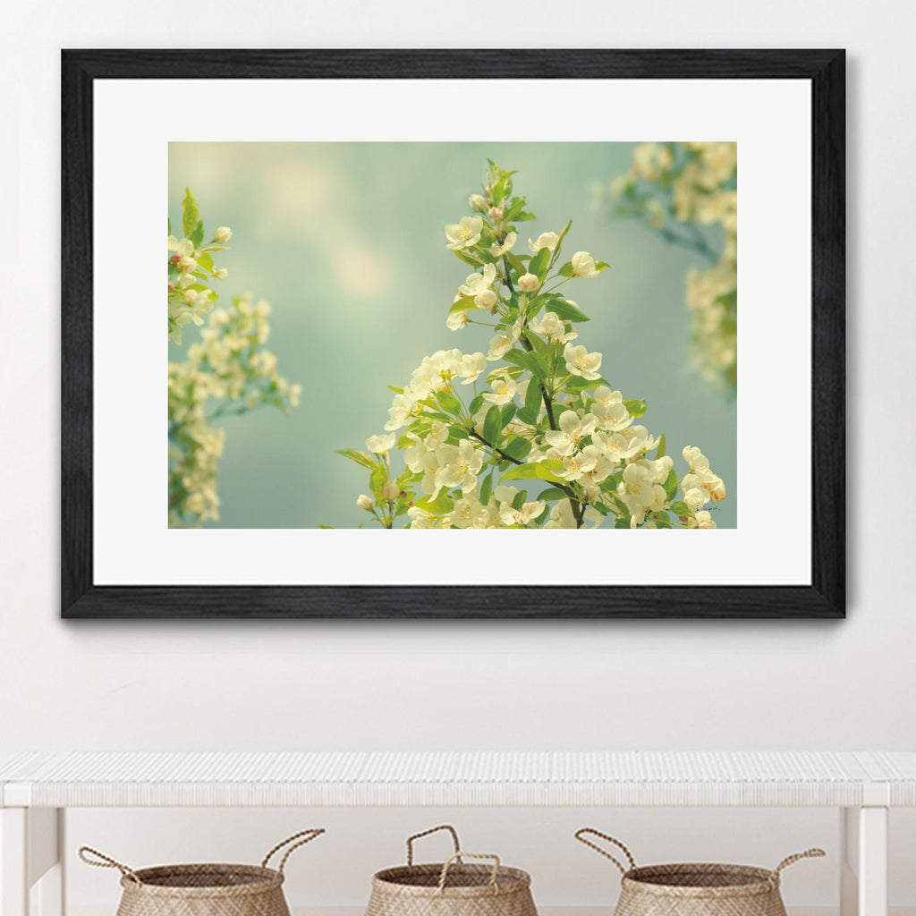 Spring Beauty II by Sue Schlabach on GIANT ART - white floral