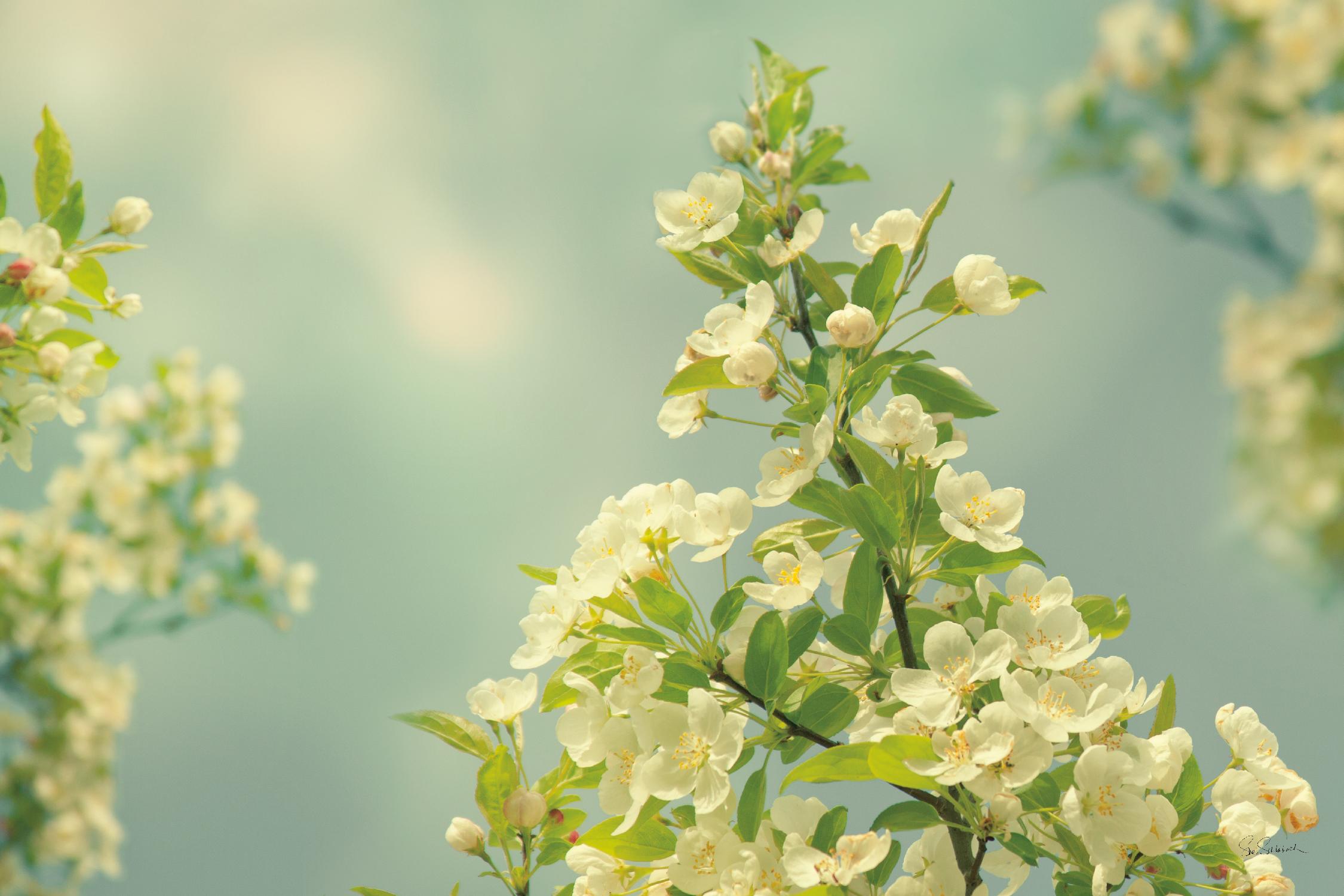 Spring Beauty II by Sue Schlabach on GIANT ART - white floral