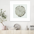 Woodland Years II by Sue Schlabach on GIANT ART - beige trees