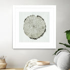 Woodland Years II by Sue Schlabach on GIANT ART - beige trees