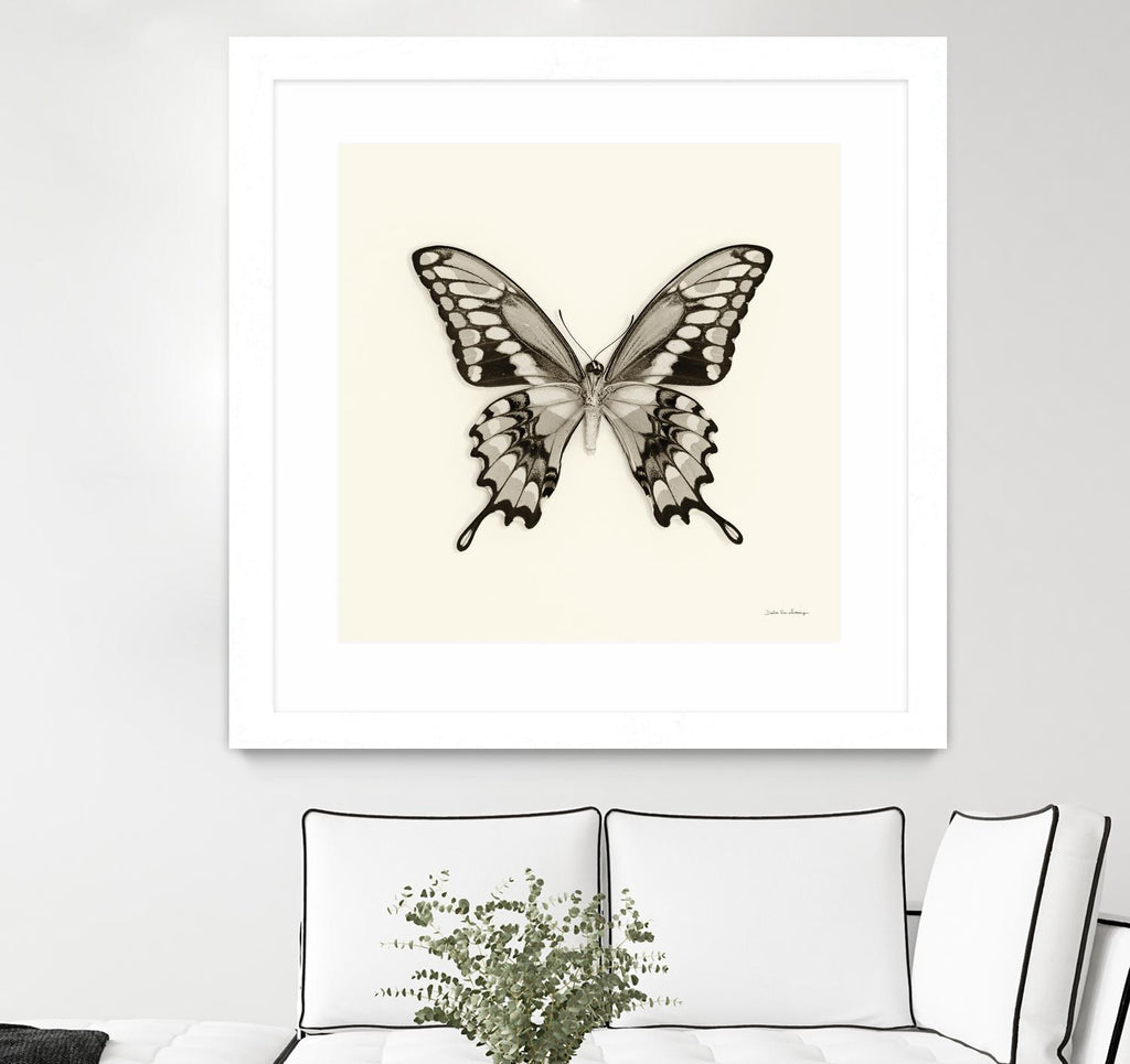 Butterfly VI BW Crop de Debra Van Swearingen sur GIANT ART - animaux beiges