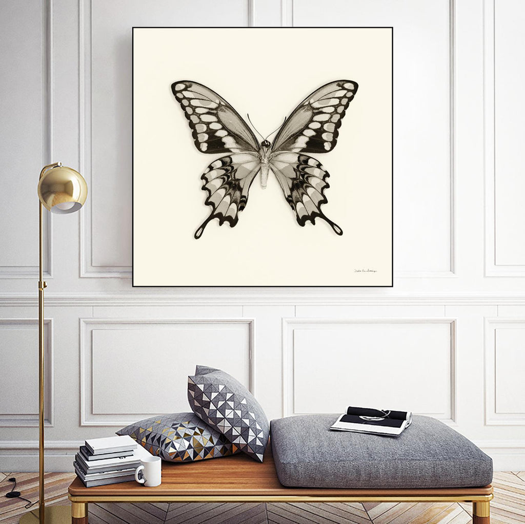 Butterfly VI BW Crop by Debra Van Swearingen on GIANT ART - beige animals