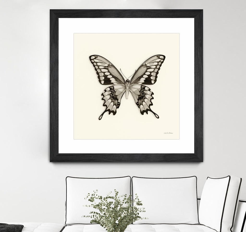 Butterfly VI BW Crop de Debra Van Swearingen sur GIANT ART - animaux beiges