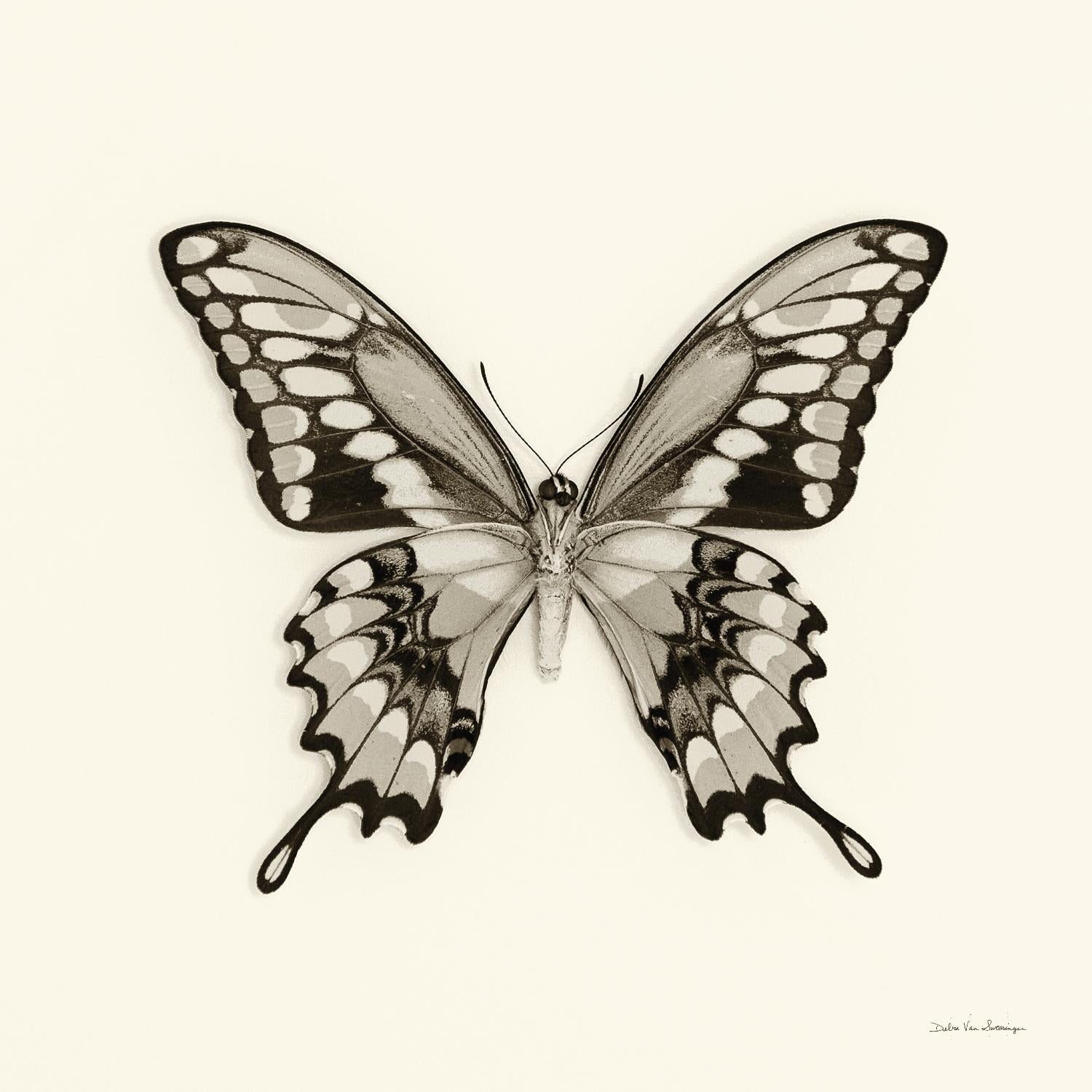 Butterfly VI BW Crop de Debra Van Swearingen sur GIANT ART - animaux beiges