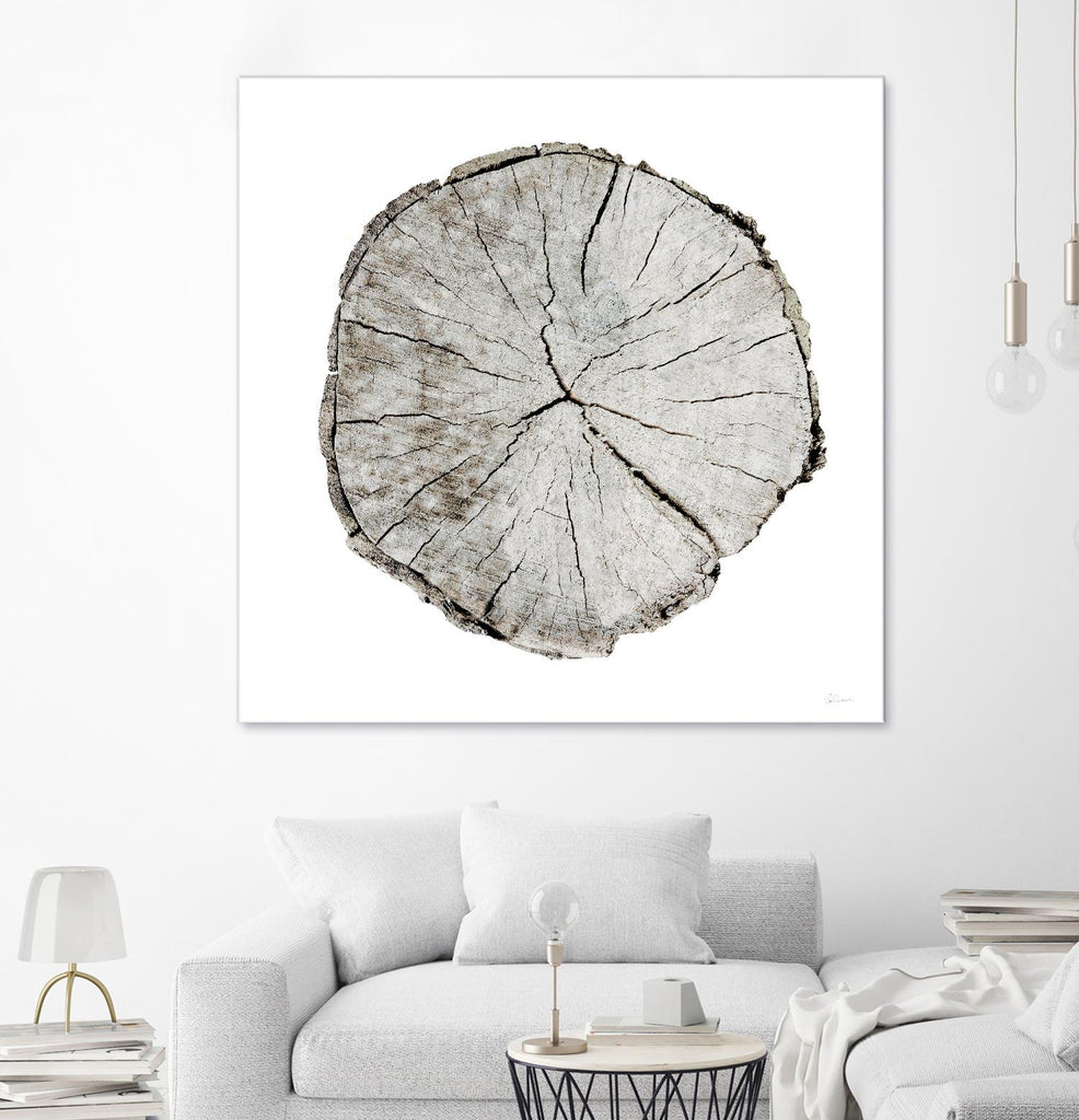 Woodland Years I on White by Sue Schlabach on GIANT ART - grey trees